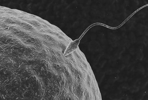 ¿Sabías que hay comunicación entre el útero y el embrión antes de la implantación?